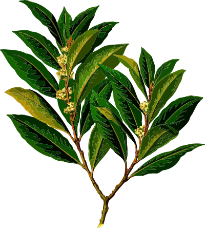 Bay laurel (low resolution) clipart
