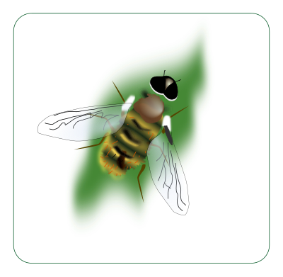 Bee clipart