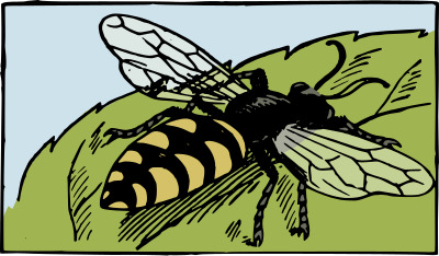 Bee Colour clipart