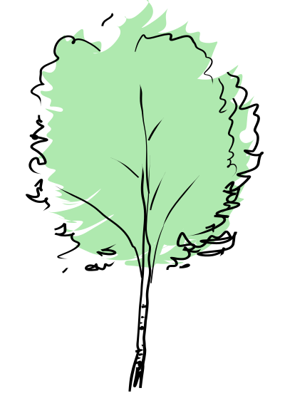 Beech clipart