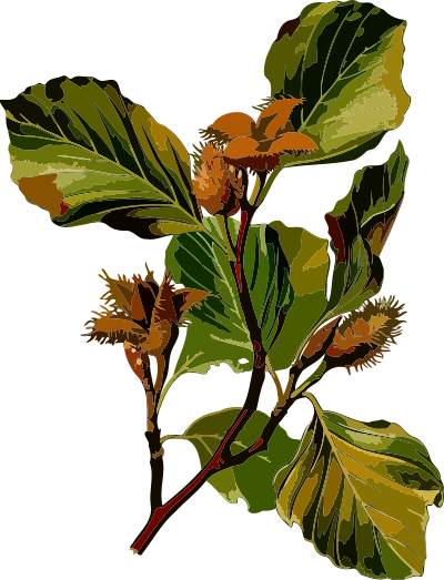 Beech (low resolution) clipart