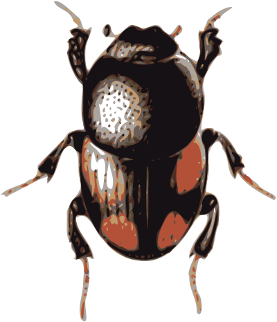 Beetle (caccobius) clipart