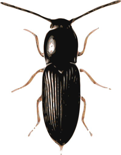 Beetle (cardiophorus) clipart