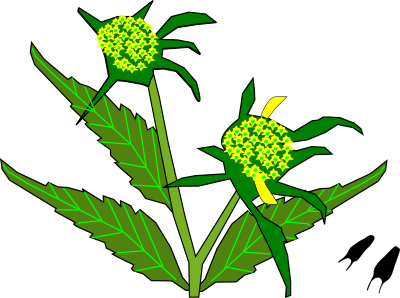 Beggars Ticks clipart