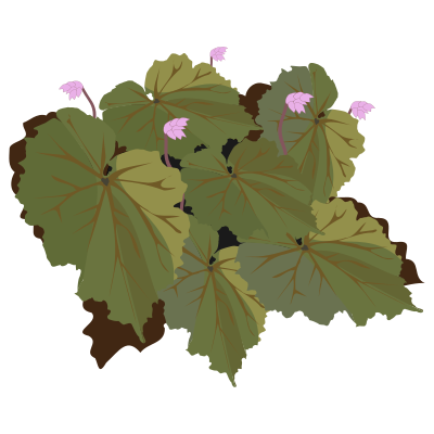 Begonia-01 clipart