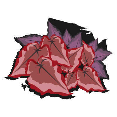 Begonia clipart