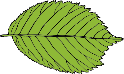 Bi-serrate leaf clipart