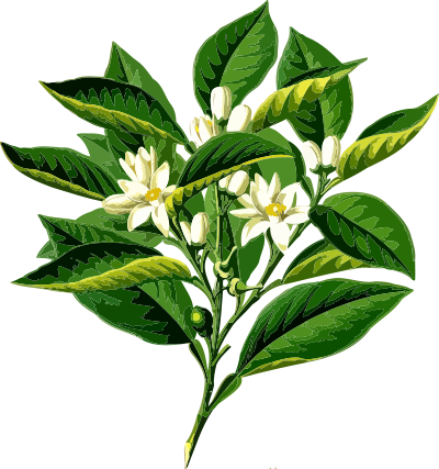 Bitter orange tree (low resolution) clipart