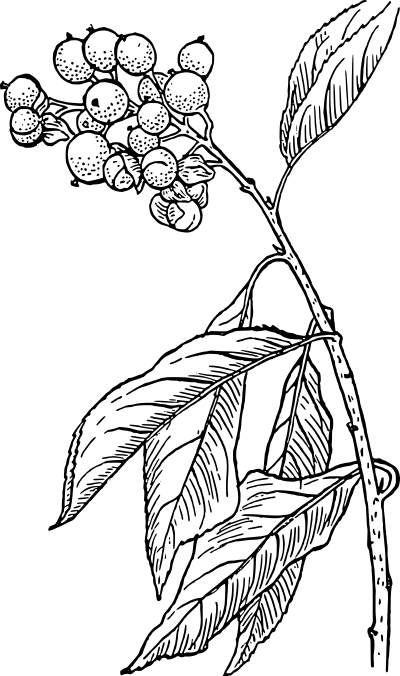Bittersweet clipart