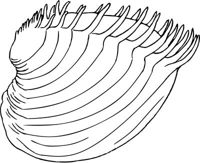 Bivalve 3 - cytherea dione clipart