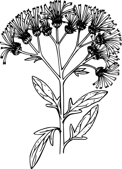 Black knapweed clipart