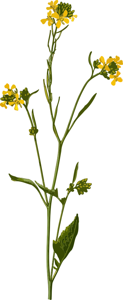 Black mustard (low resolution) clipart