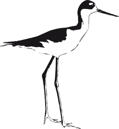 Black-necked Stilt clipart