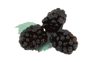 Blackberries clipart