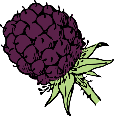 Blackberry - color clipart