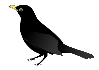 Blackbird clipart