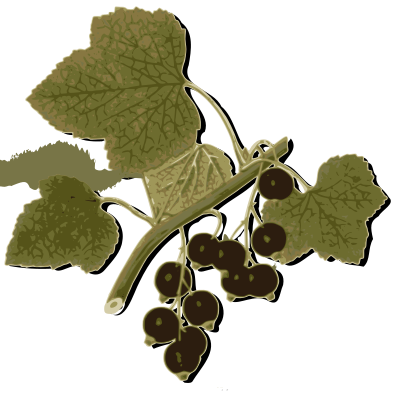Blackcurrant clipart