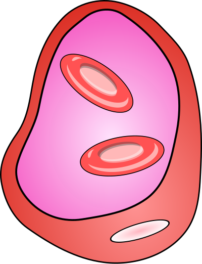 Blood vessel with erythrocites clipart