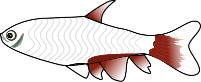 BloodFin Tetra clipart