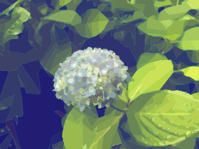 Blooming Hydrangea clipart