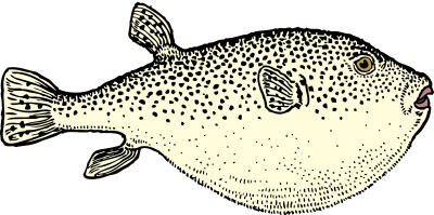 Blowfish - Colour Remix clipart