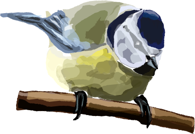 Blue Tit clipart