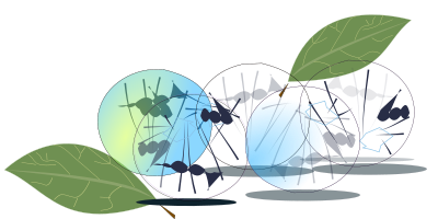 Blueberry clipart