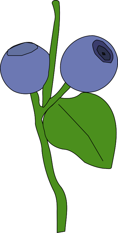 Blueberry clipart