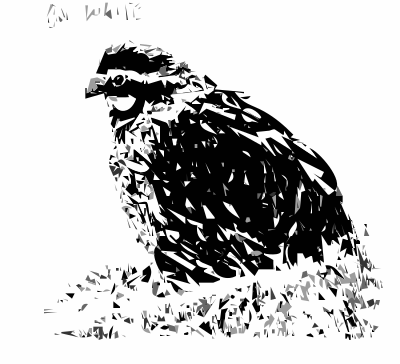 Bob White Bird clipart