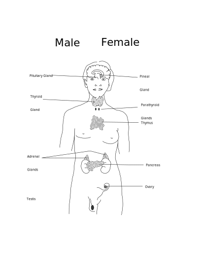 Body Glands clipart