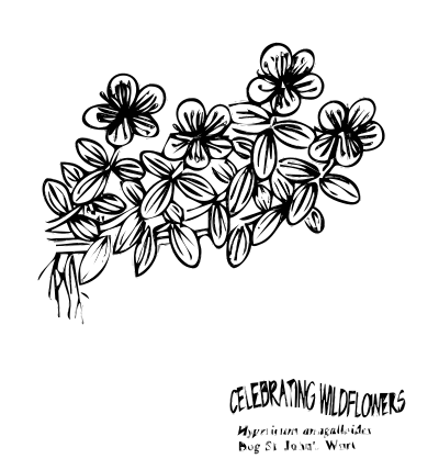 Bog St. Johns Wort clipart