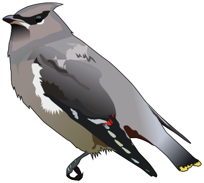 Bohemian waxwing clipart