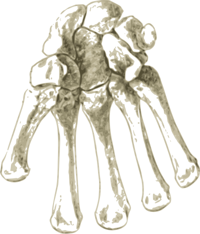 Bones in Human hand clipart