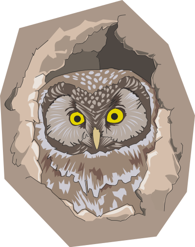 Boreal owl clipart