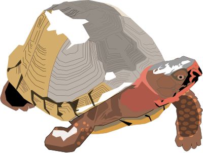 Box Turtle clipart