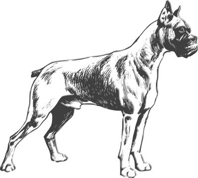 Boxer clipart