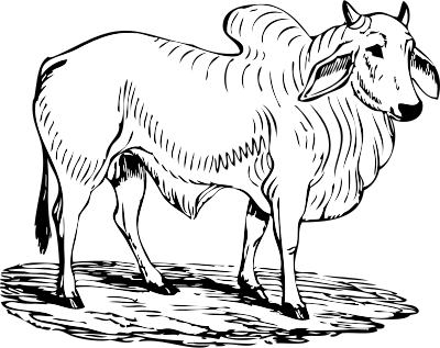Brahma bull clipart