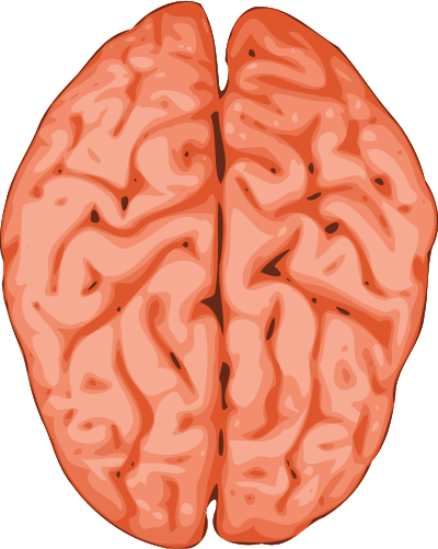 Brain clipart