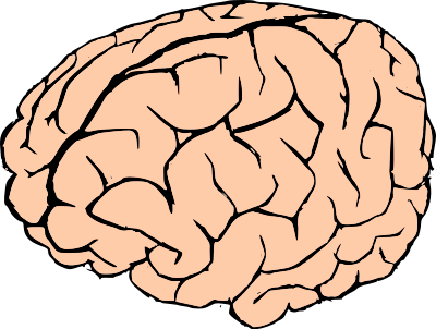 Brain clipart
