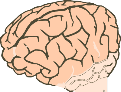 Brain 2colors clipart