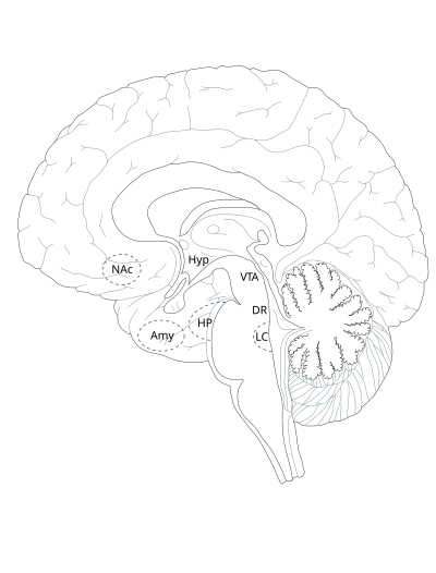 Brain clipart
