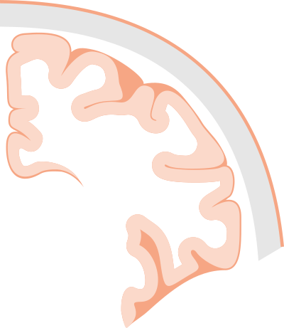 Brain coronal slice clipart