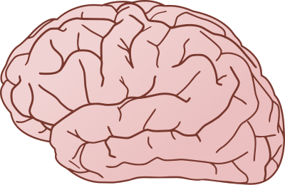 Brain exterior side view clipart