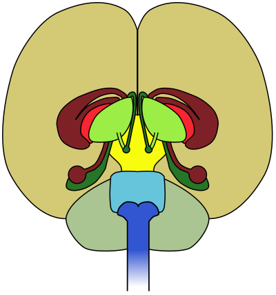 Brain-front view clipart