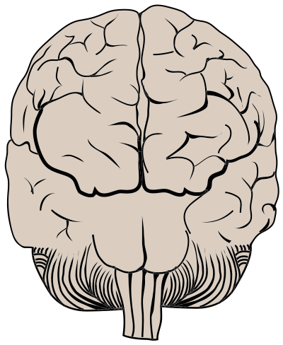 Brain Posterior View clipart