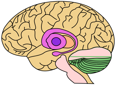 Brain Profile Illustration clipart