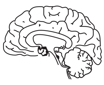 Brain Side Cutaway clipart