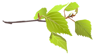 Branch And Green Leaves clipart