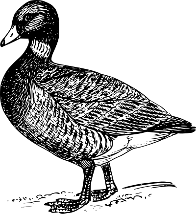 Brant clipart