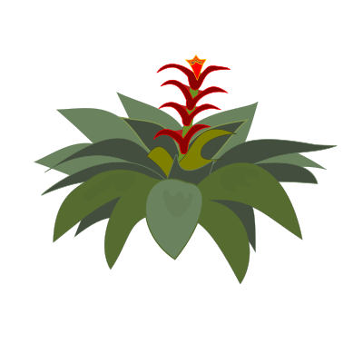Bromelia-01 clipart
